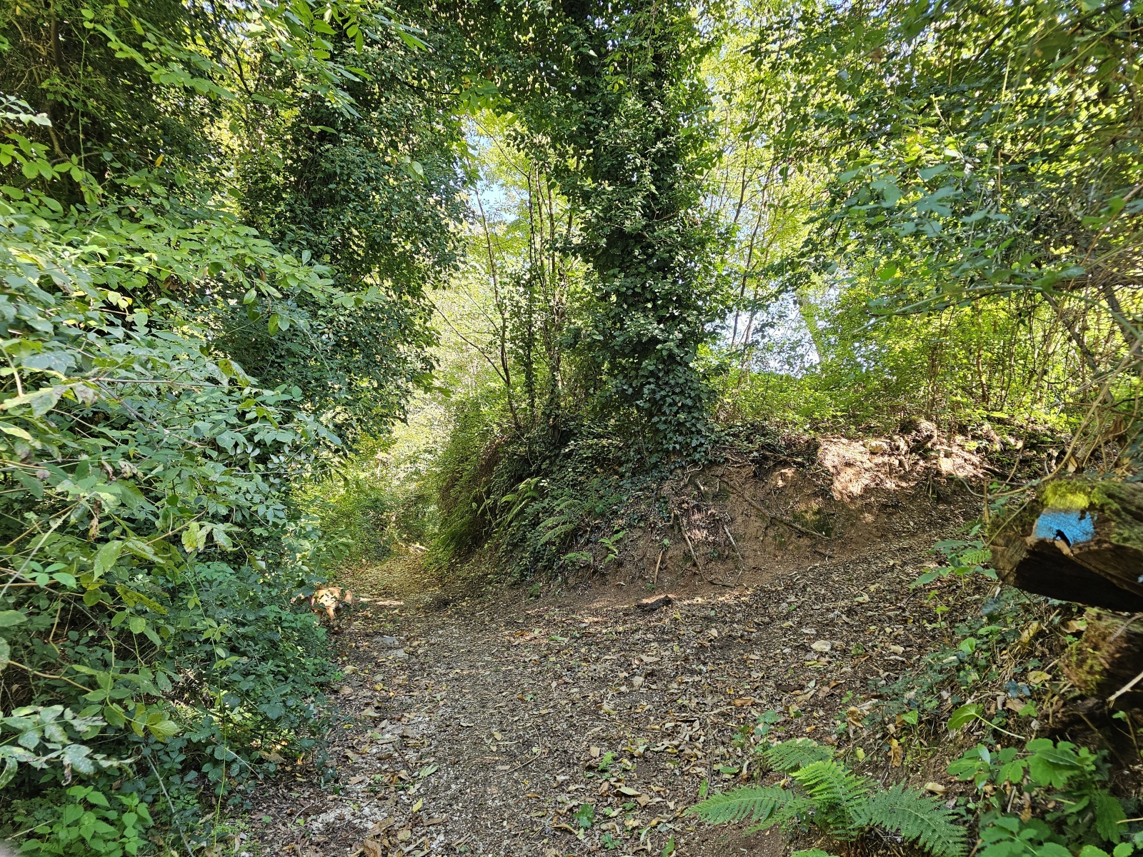 Pilgern auf schmalen Pfaden durch den Wald